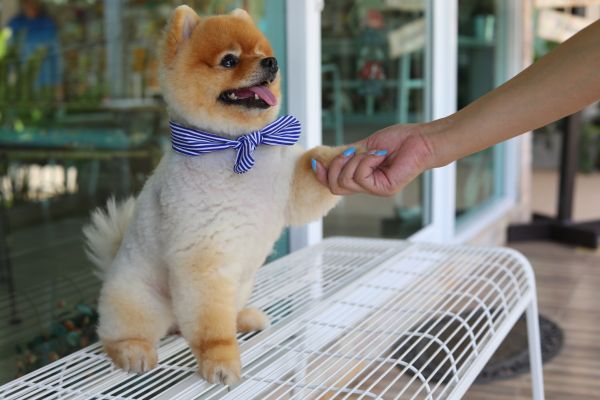 Sioux Falls Pets