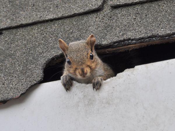Sioux Falls Wildlife Removal